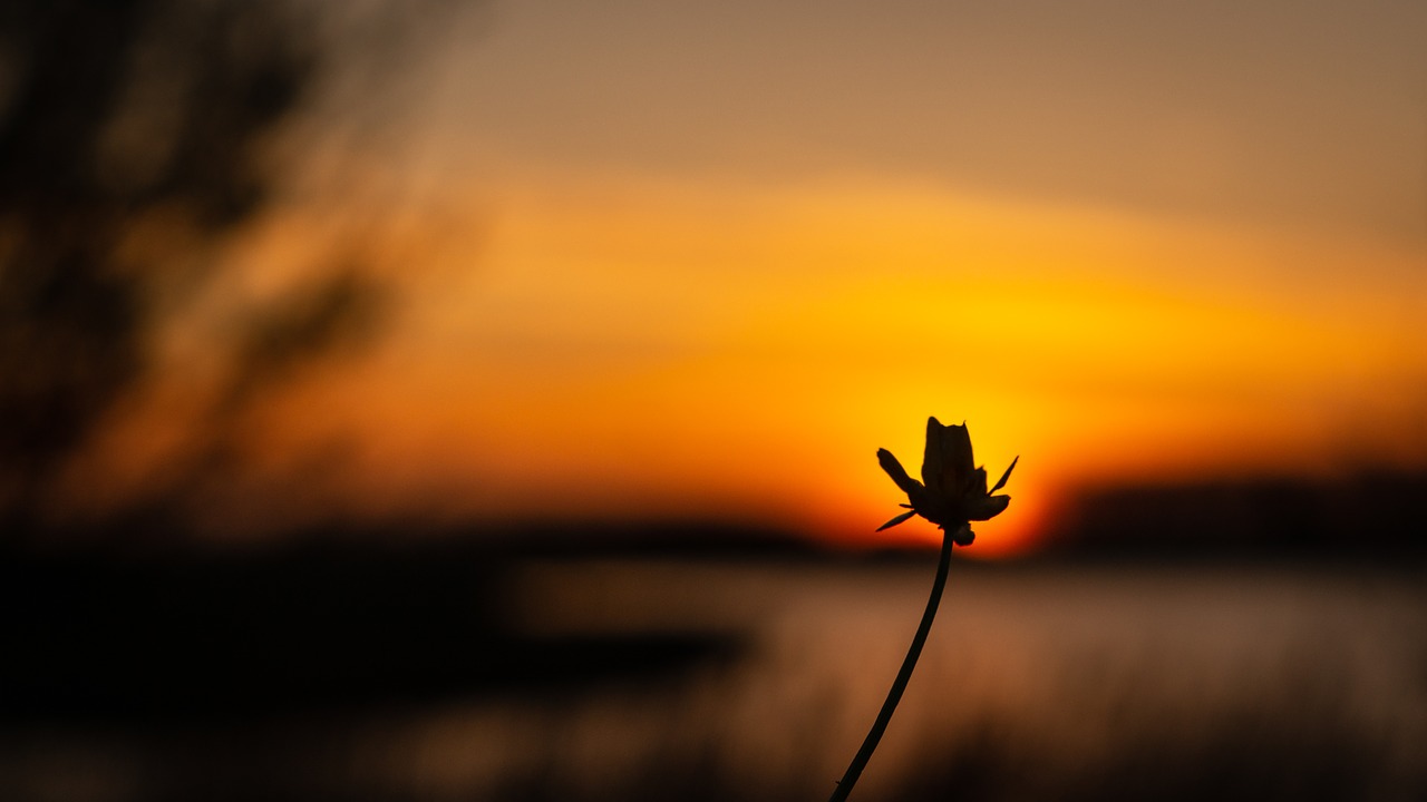 sunset  flower  evening sky free photo