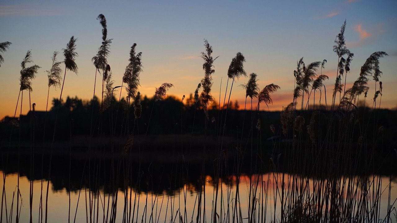 sunset  reed  lake free photo