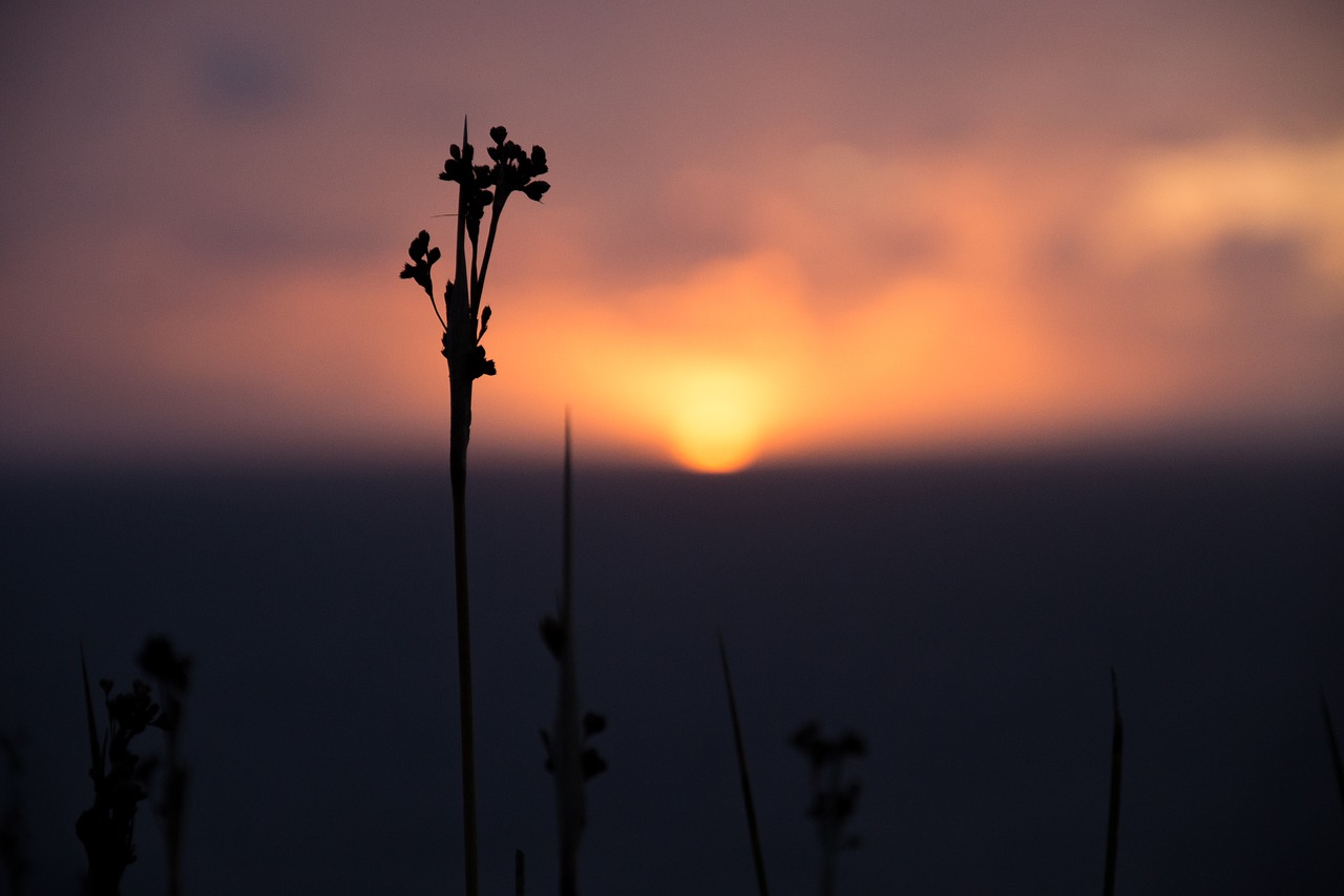 sunset  flower  horizon free photo