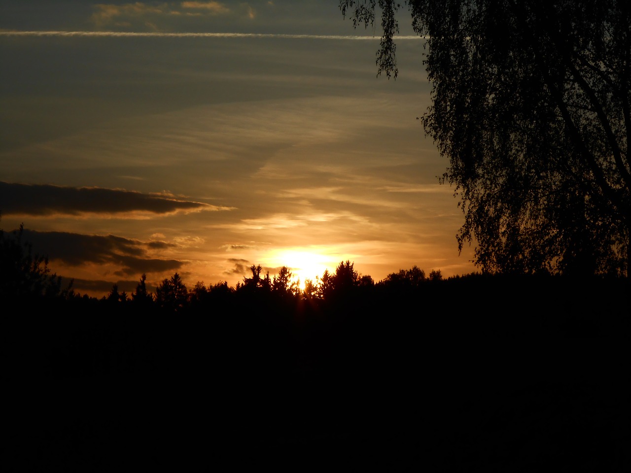 sunset tree horizon free photo