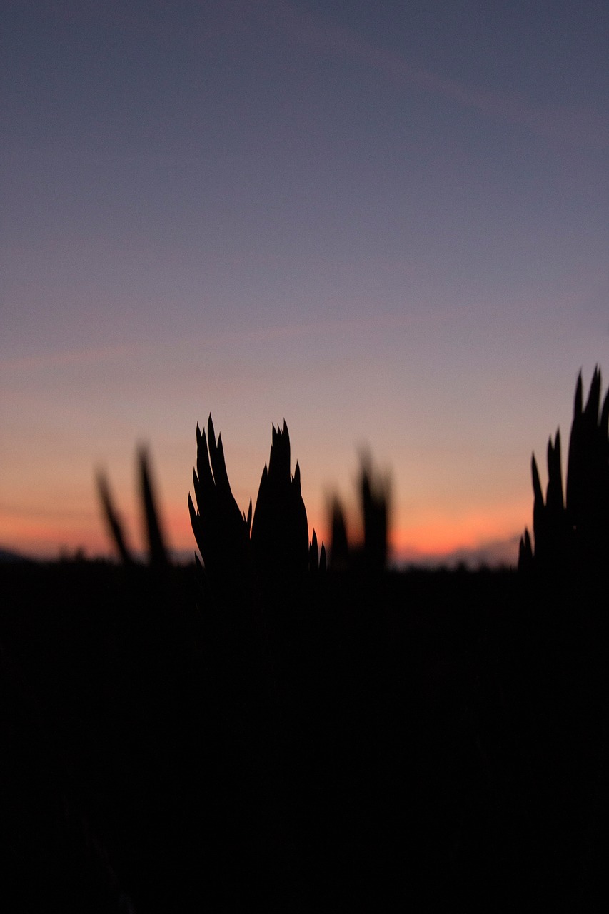 sunset  palm  plant free photo