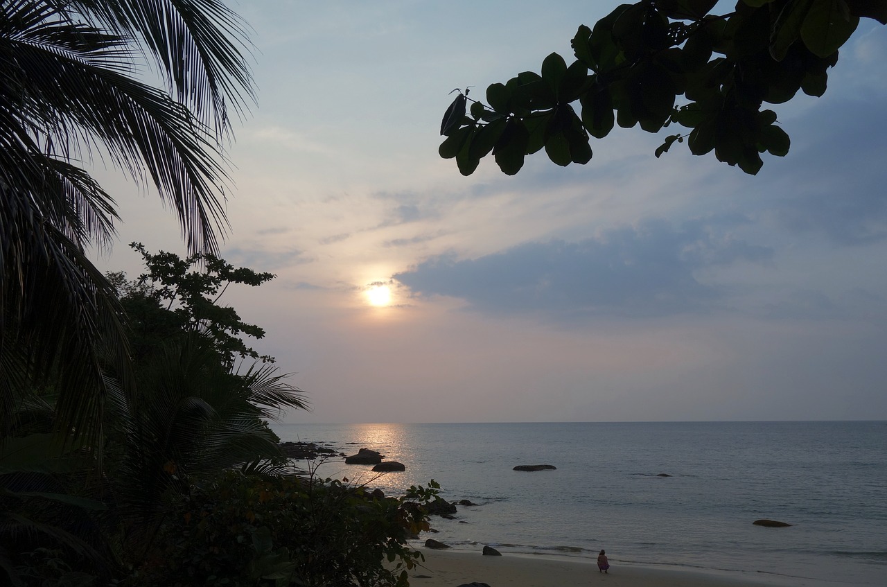 sunset  tropics  palm trees free photo