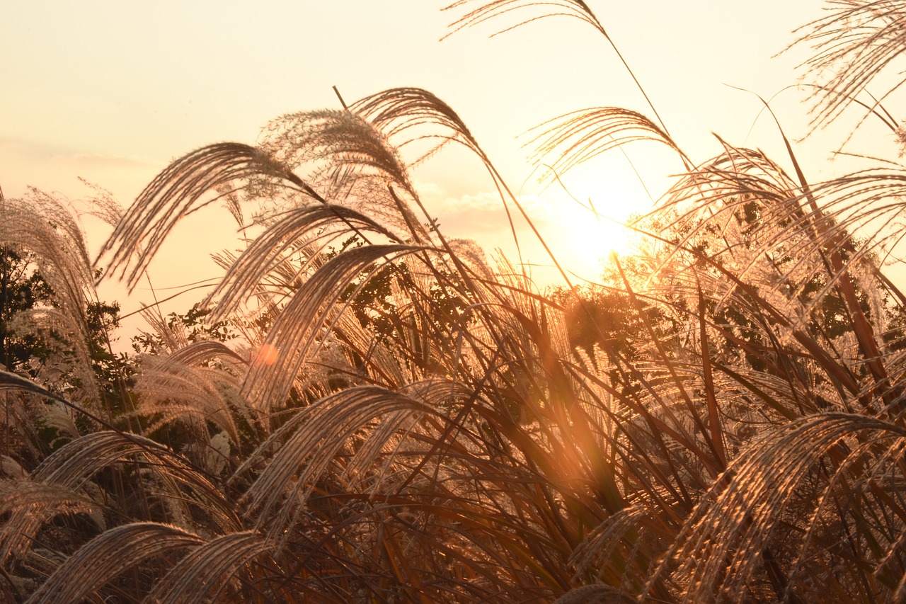 sunset  reed free pictures free photo