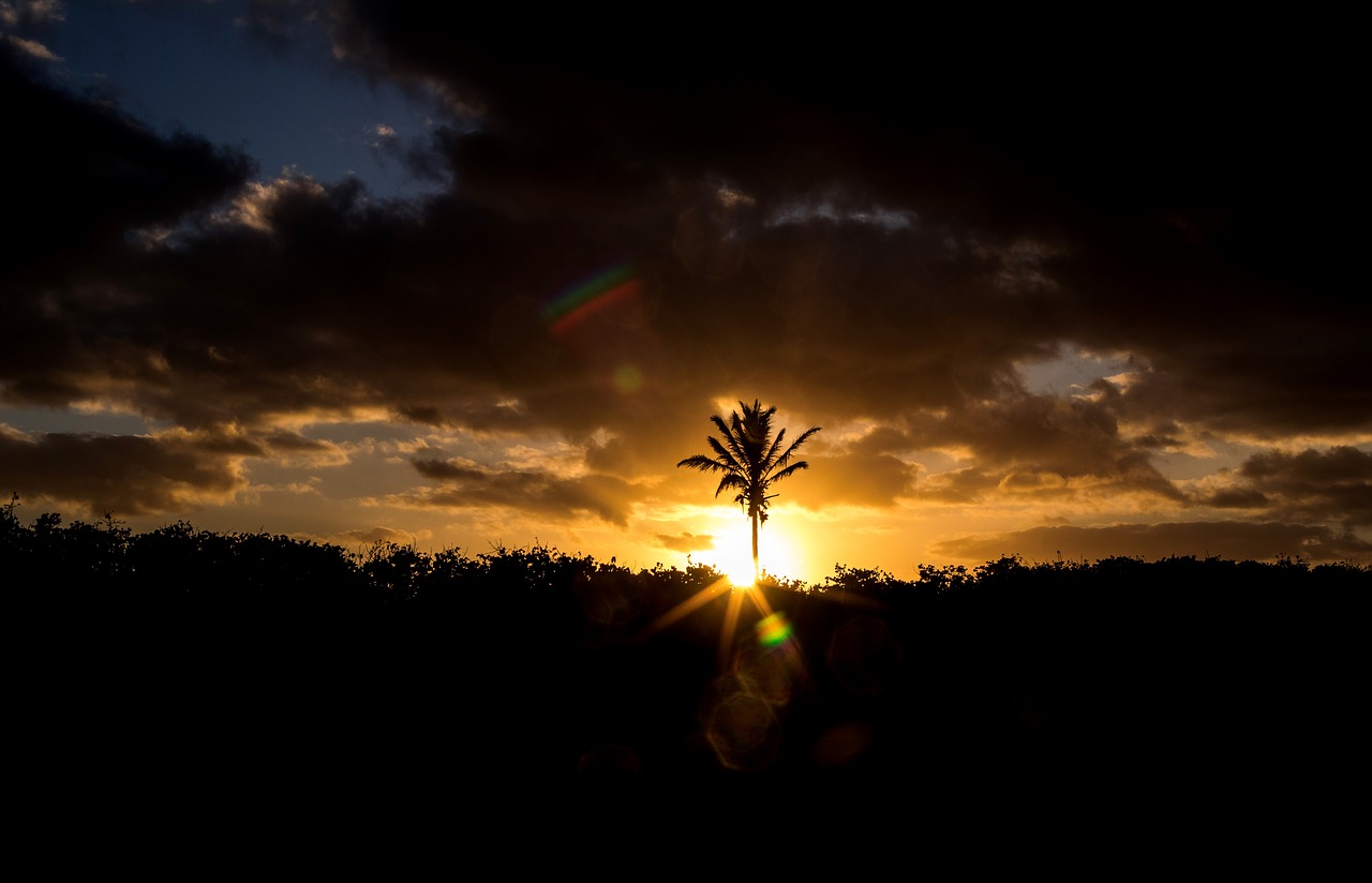 sunset  palm tree  palm free photo