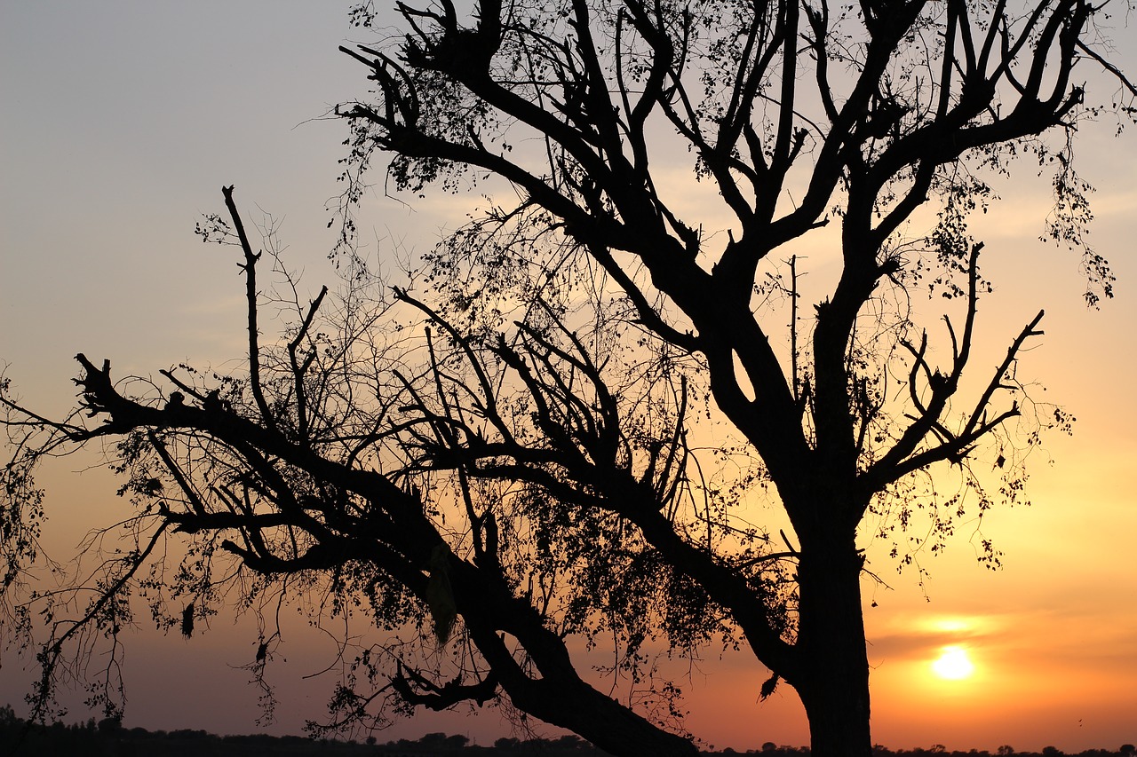 sunset  golden hour  silhouette free photo