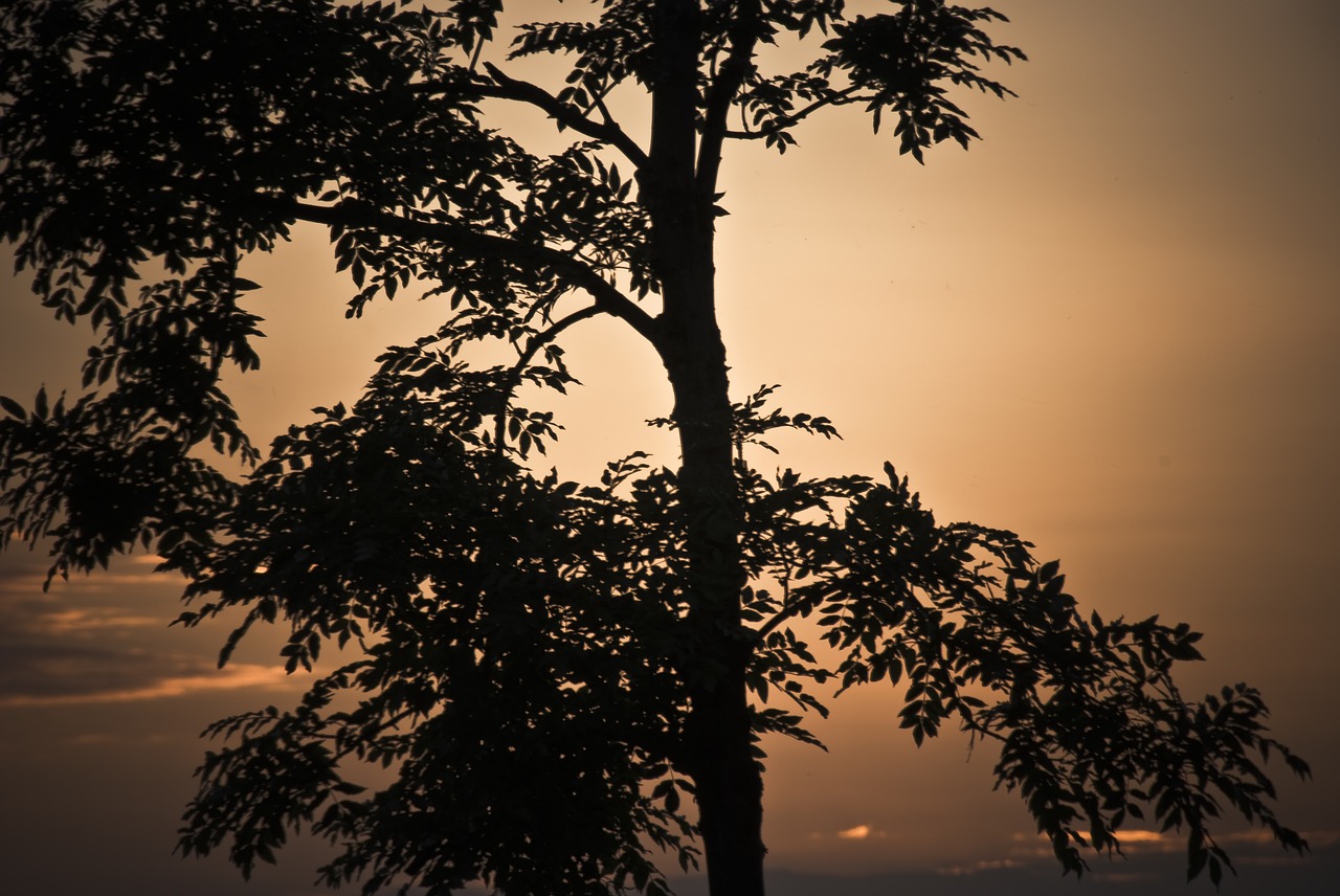 sunset  tree  orange free photo