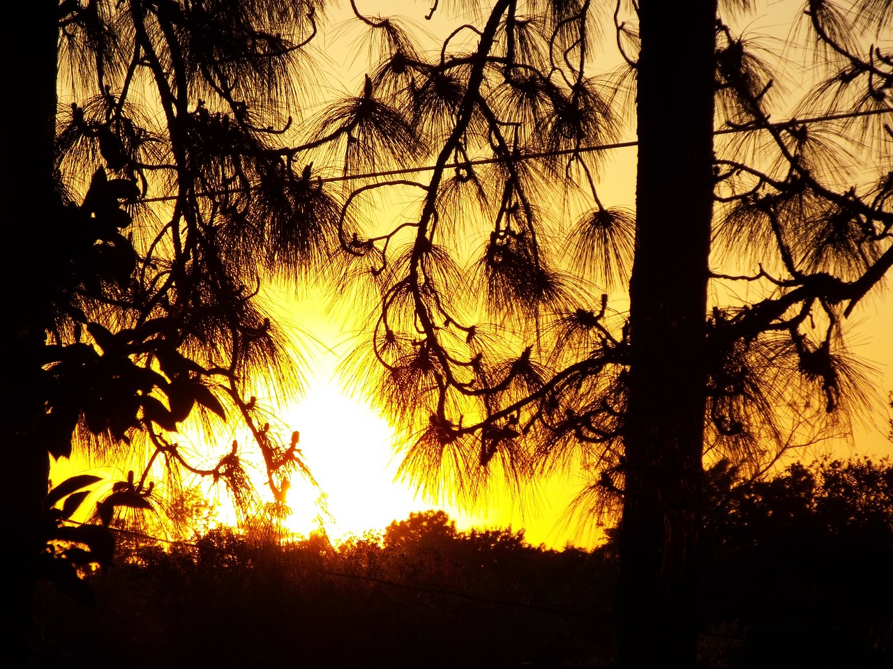 sunset sun trees free photo