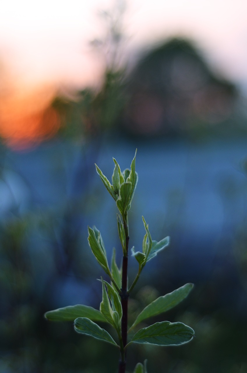 sunset  plant  summer free photo