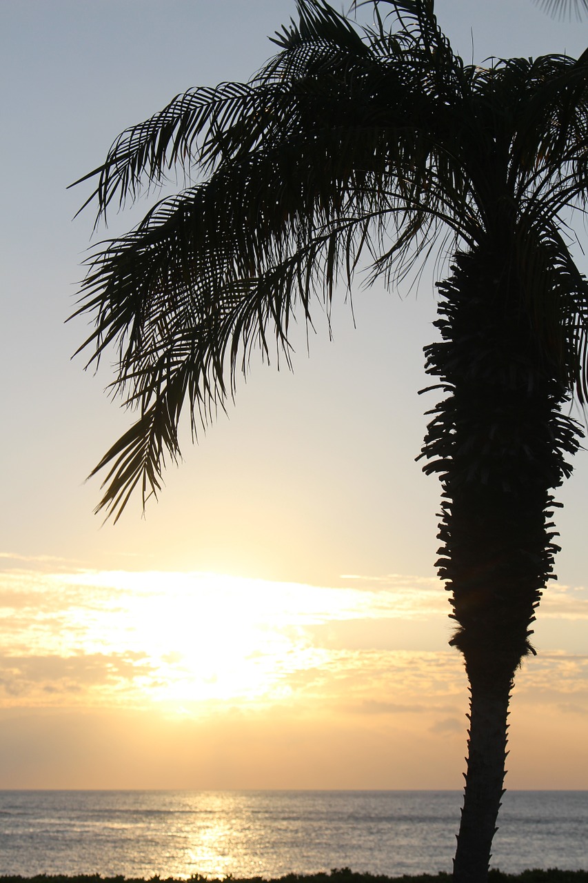 sunset palm hawaii free photo