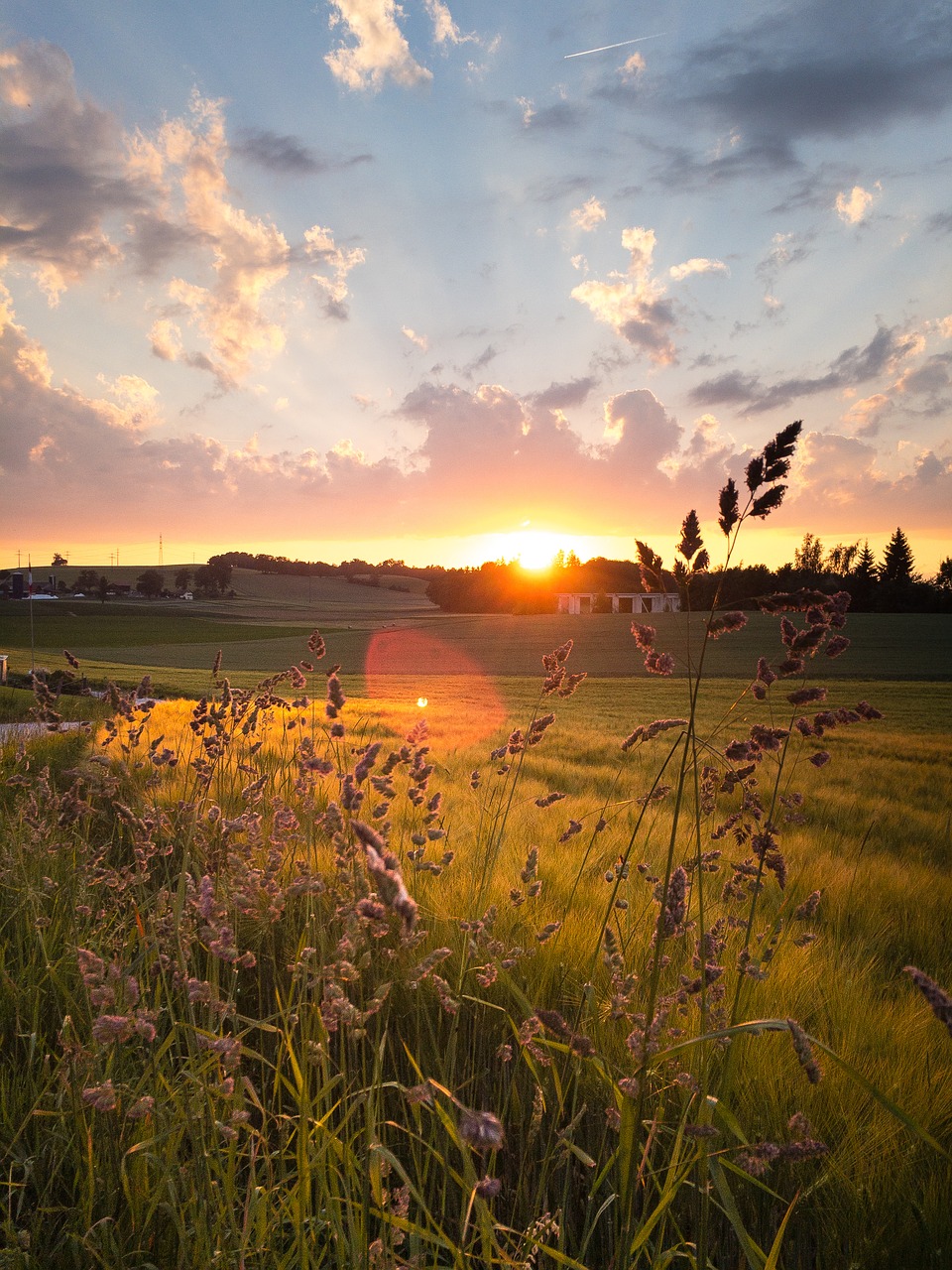 sunset  grass  close up free photo