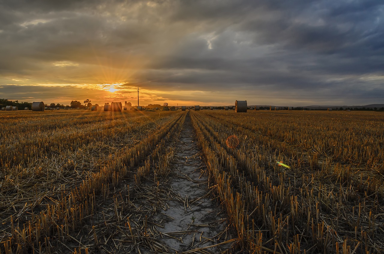 sunset  field  sunlight free photo