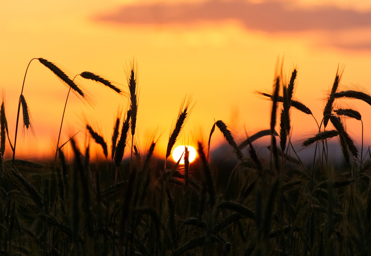 sunset  cereals  backlighting free photo