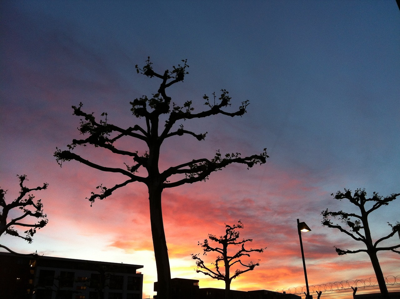 sunset plane trees sky free photo