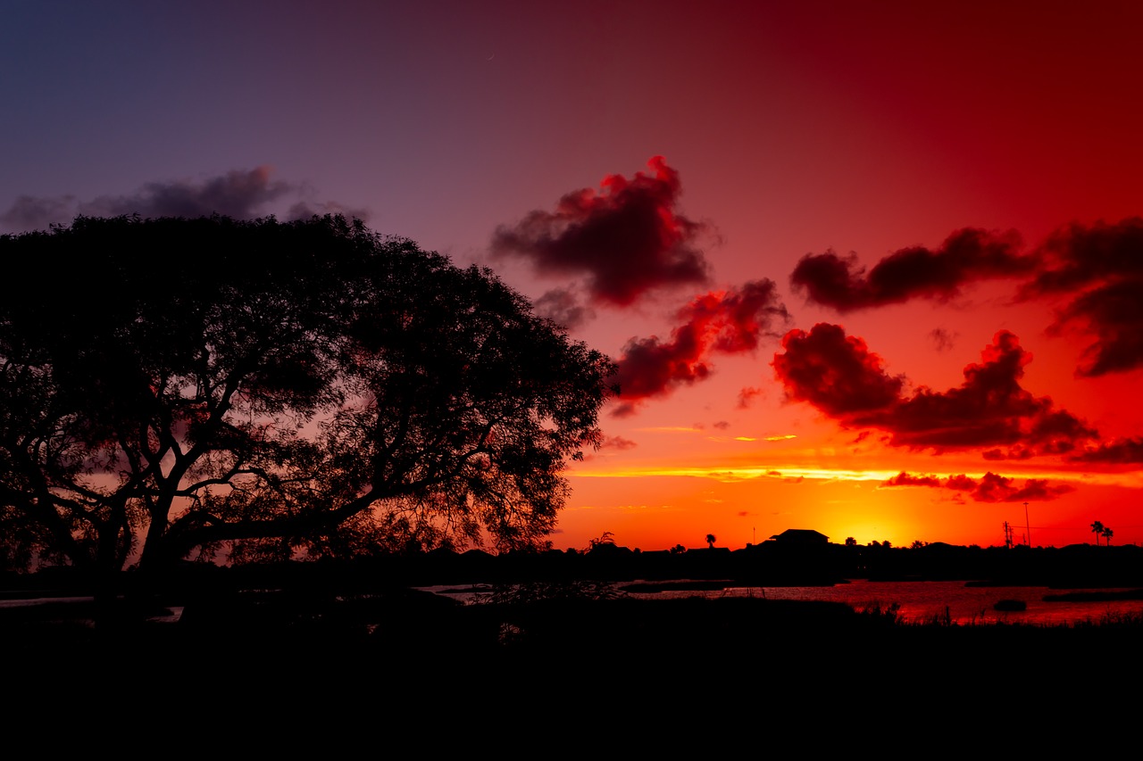 sunset  tree  silhouette free photo