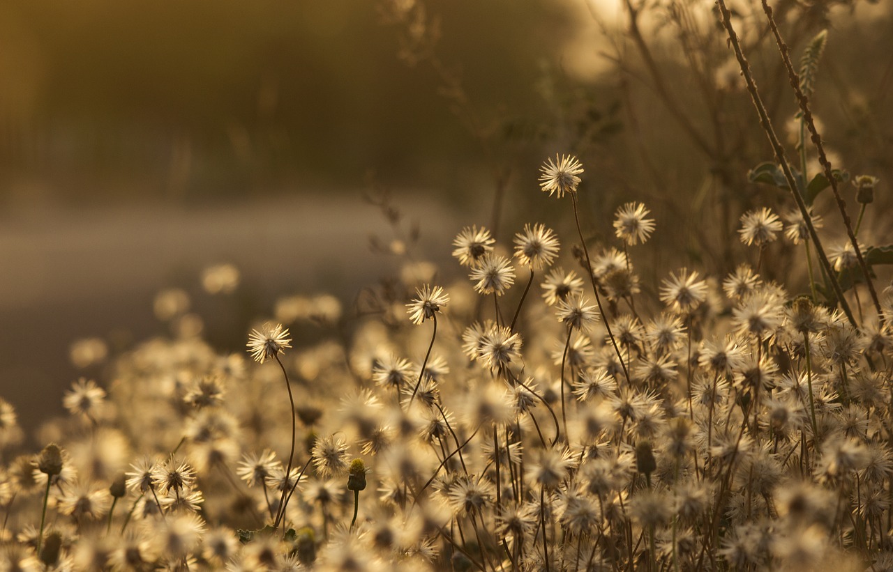 sunset  sunrise  flowers free photo