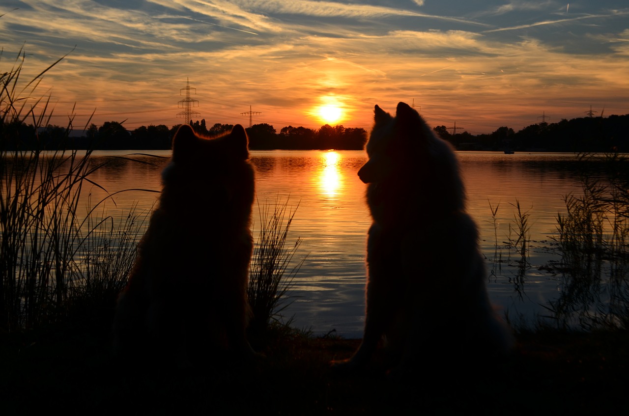 sunset  nature  lake free photo