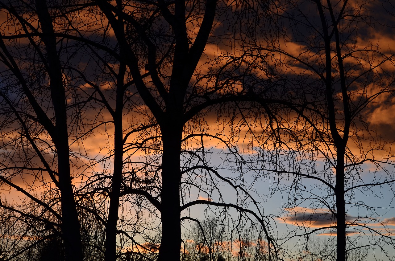 sunset  storm  trees free photo