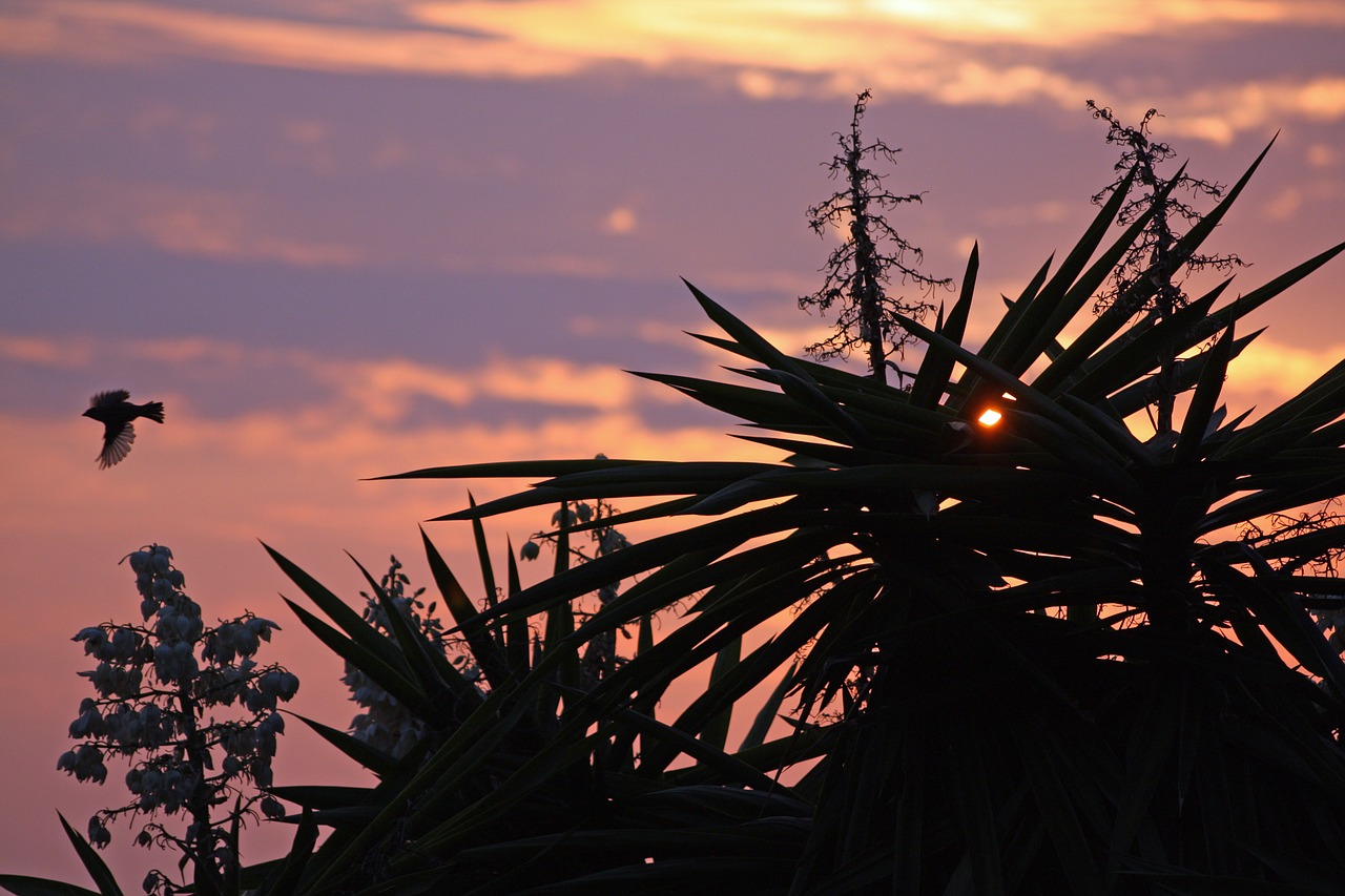 sunset landscape birds free photo