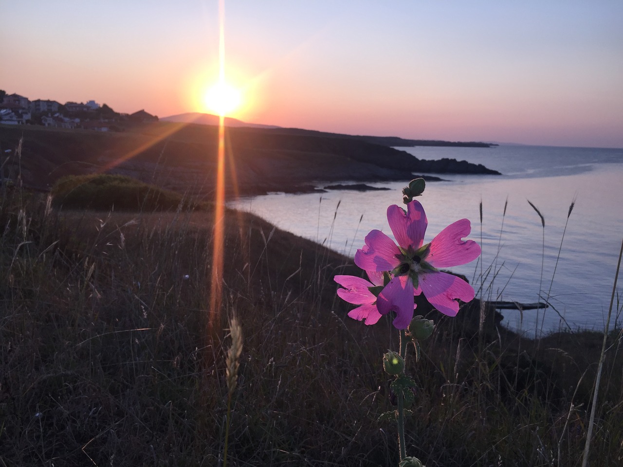sunset  flower  colors free photo