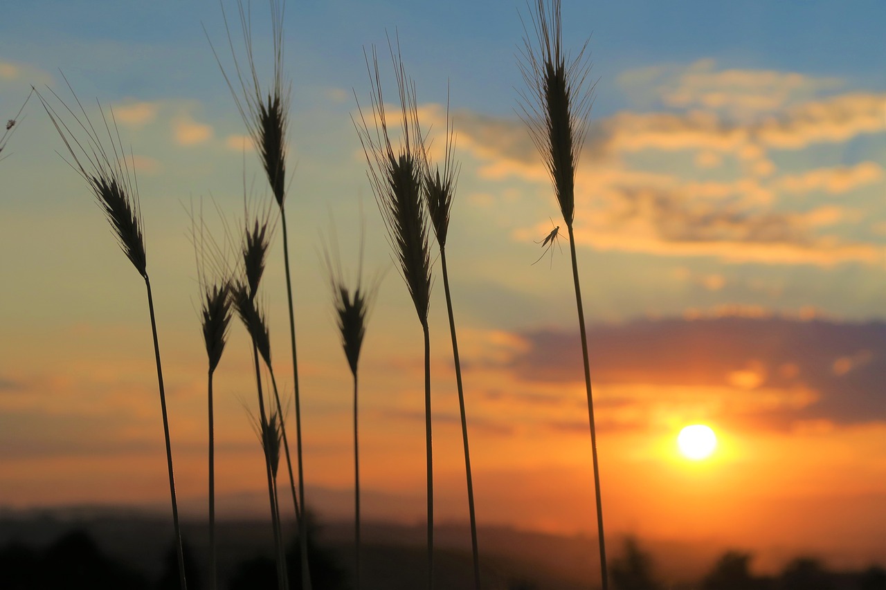 sunset  nature  sky free photo