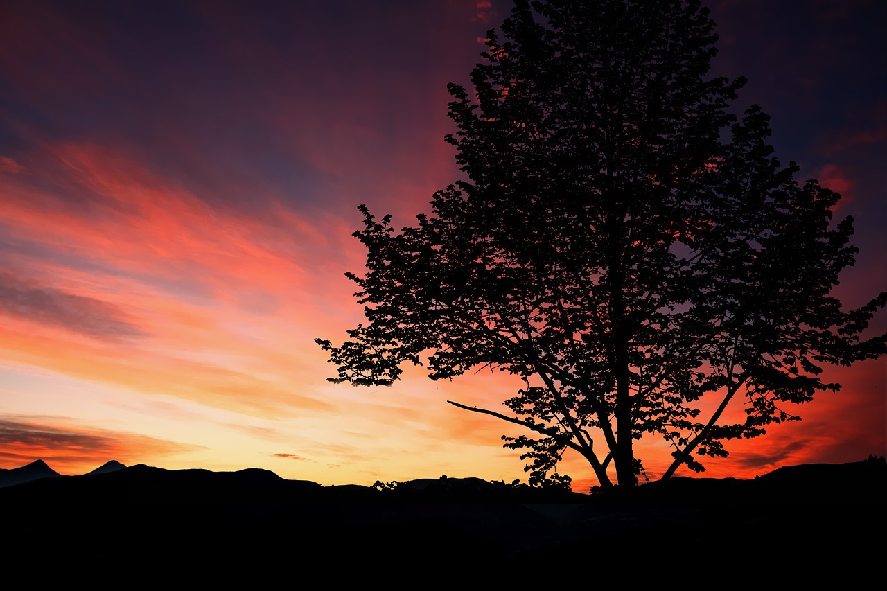 sunset  tree  nature free photo