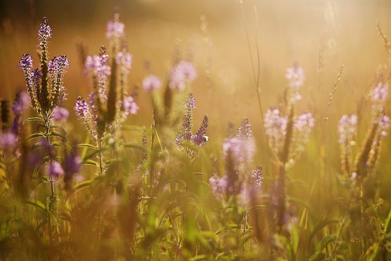 sunset  summer  field free photo