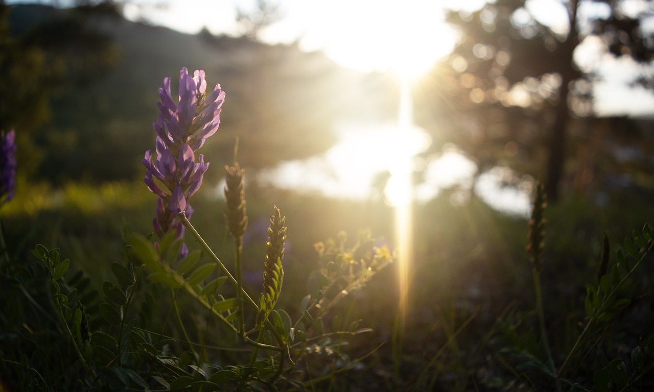 sunset  river  landscape free photo