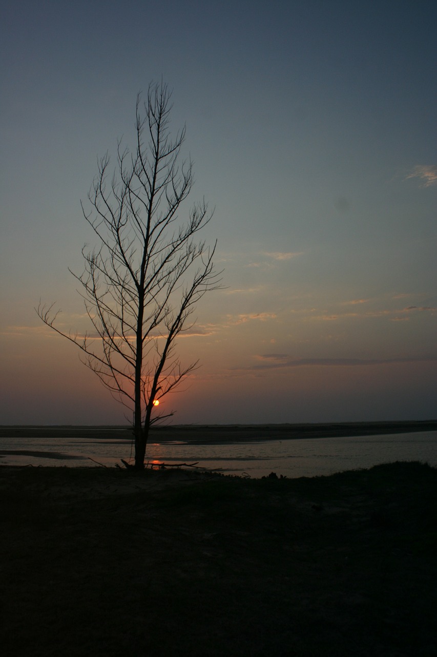 sunset tree dusk free photo