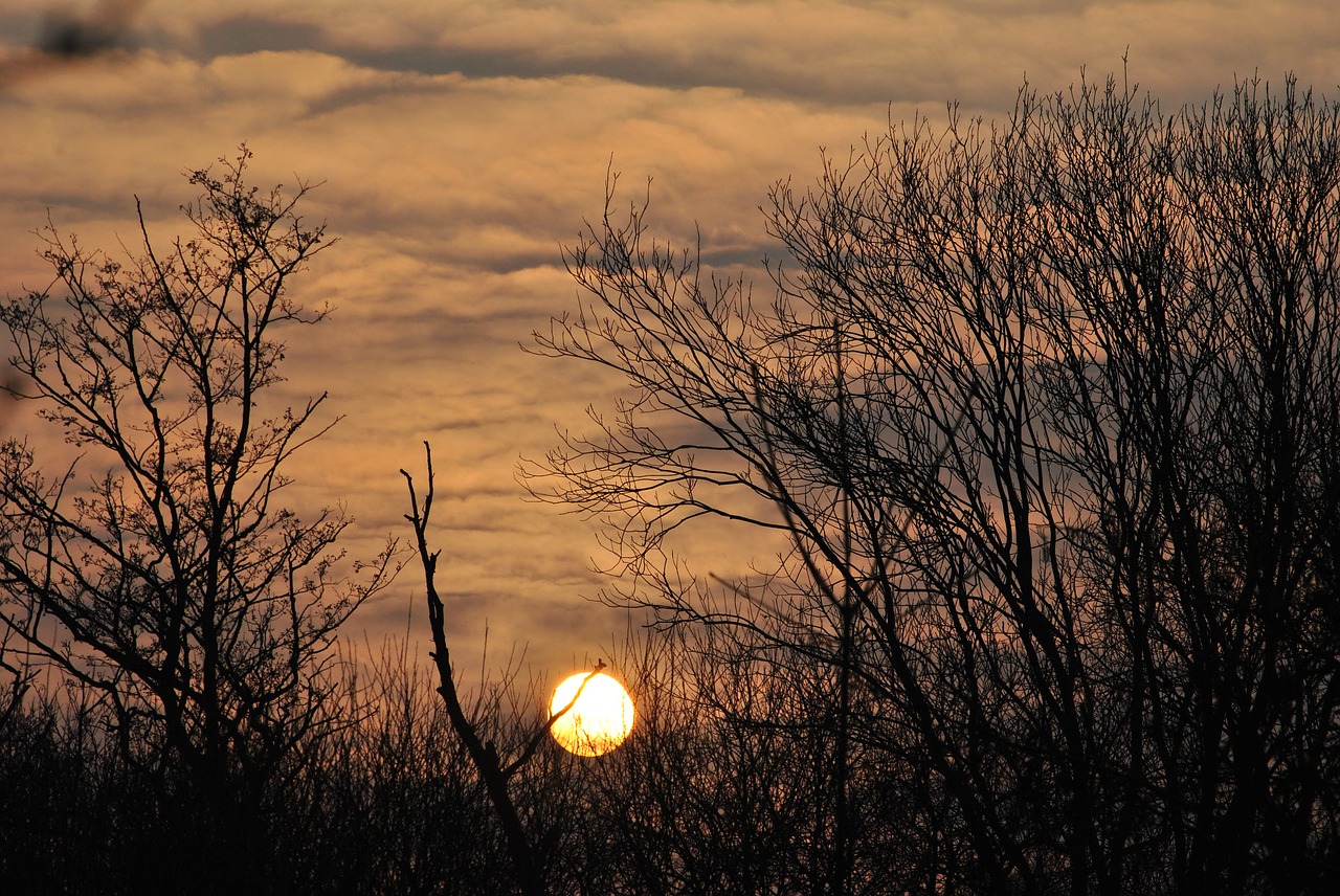 sunset  landscape  trees free photo