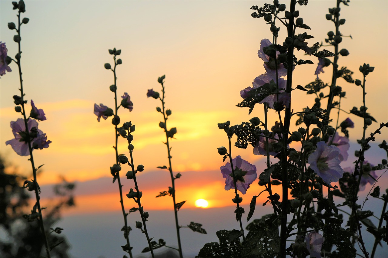 sunset  plant  flower free photo