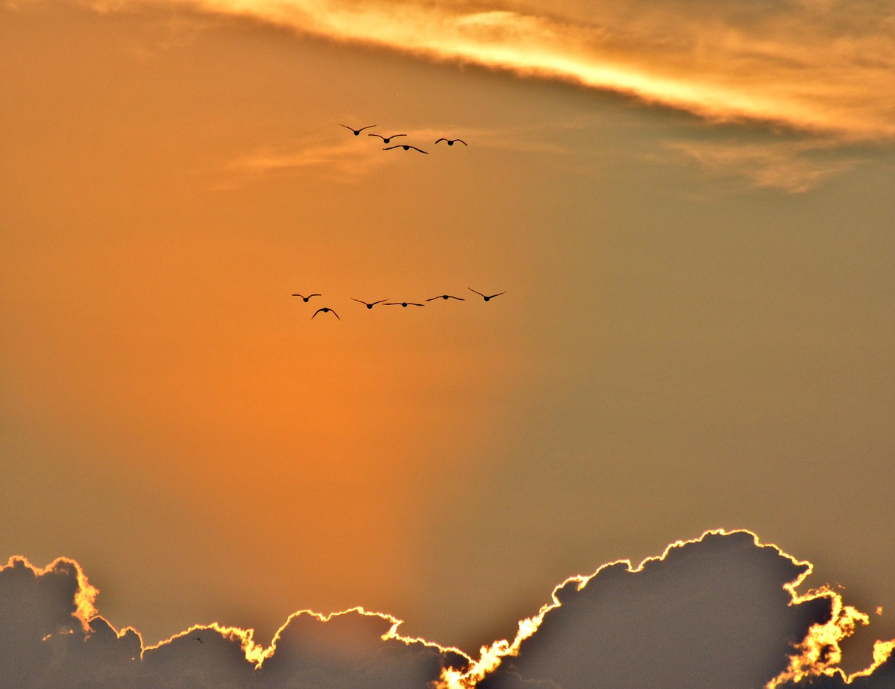 sunset  geese  sky free photo