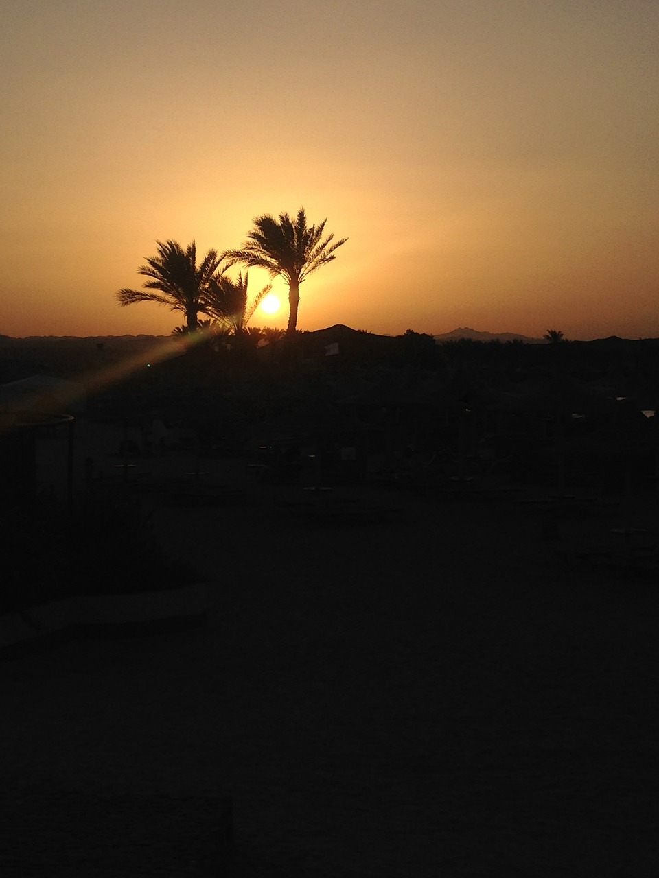 sunset palms egypt free photo