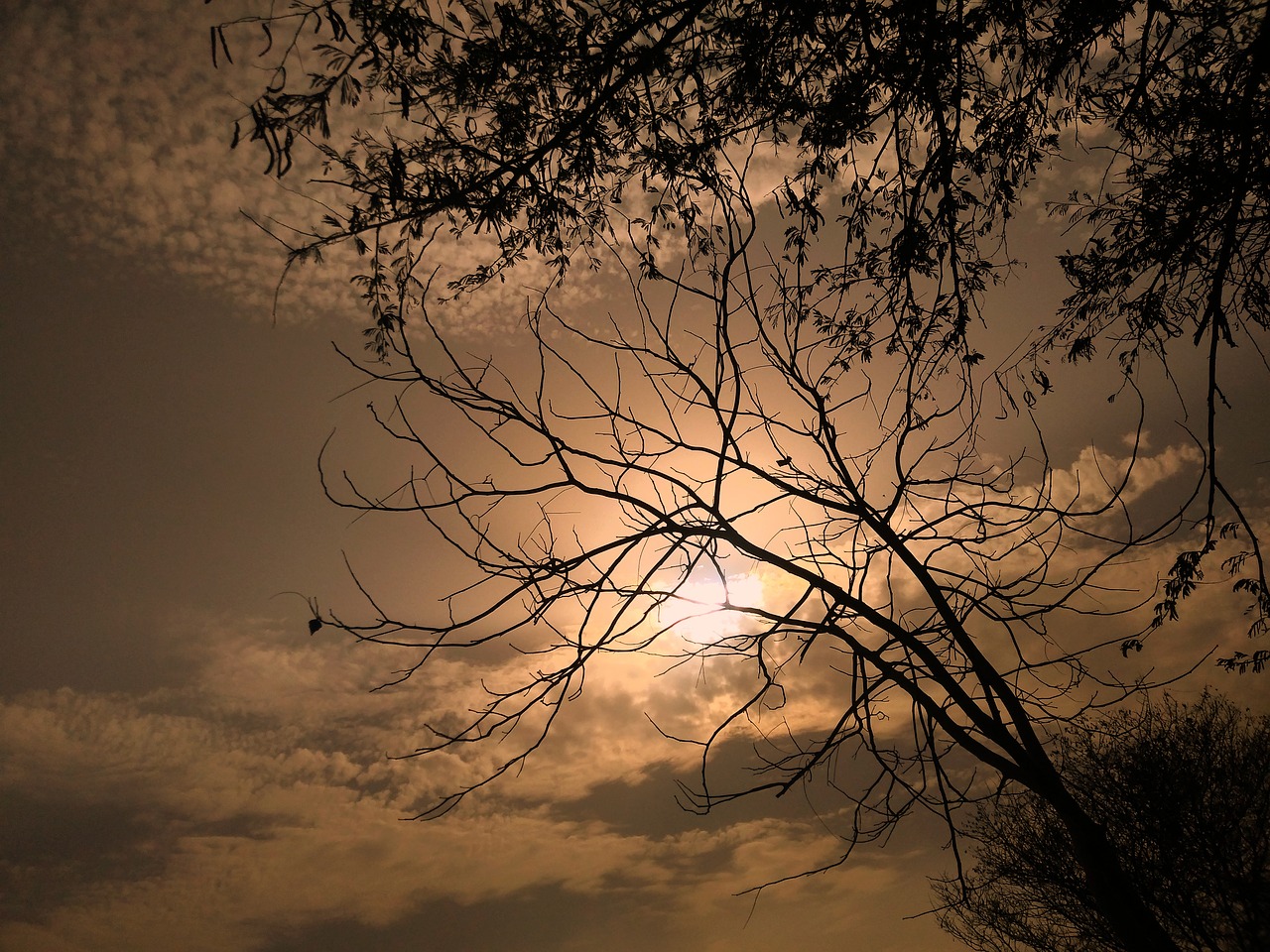 sunset  tree  sun free photo