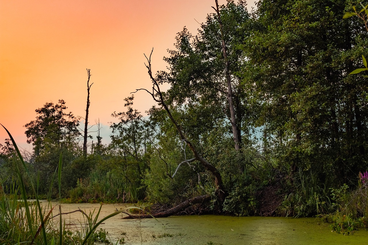 sunset  forest  wetlands free photo