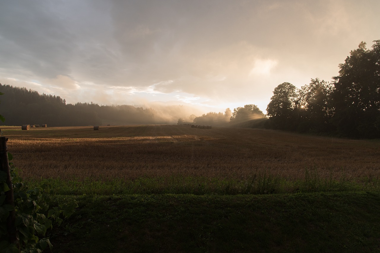 sunset  mist  forest free photo