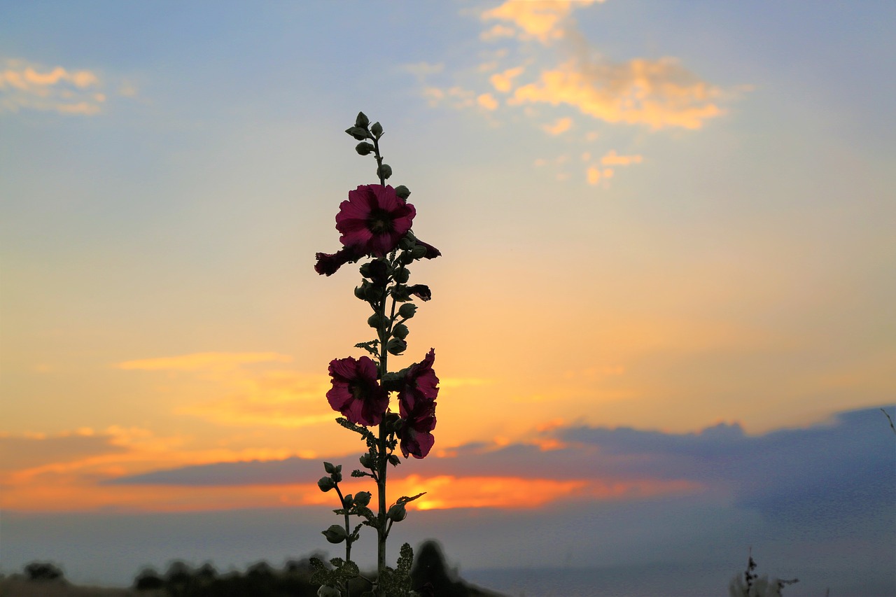 sunset  plant  flower free photo