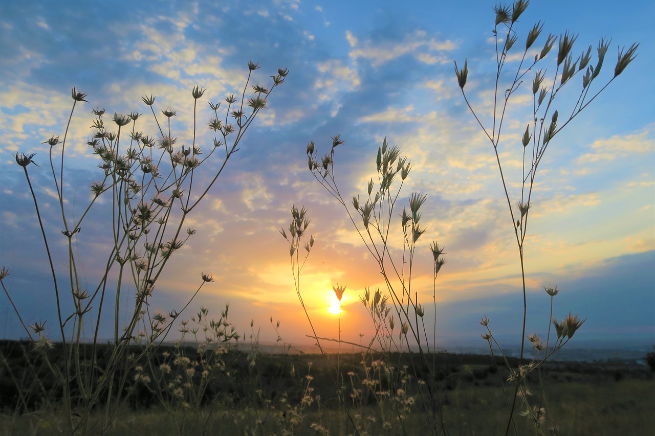 sunset  plant  nature free photo