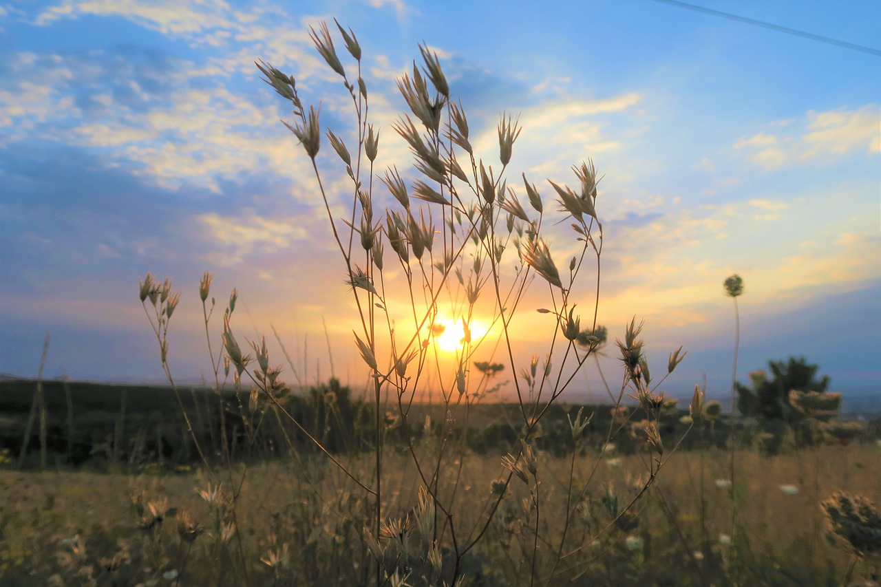 sunset  plant  nature free photo