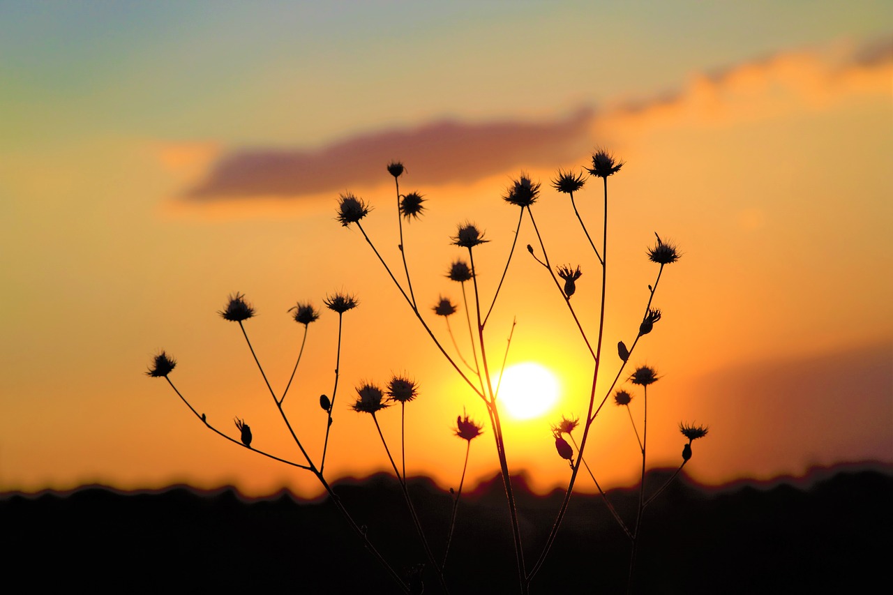 sunset  horizon  sky free photo