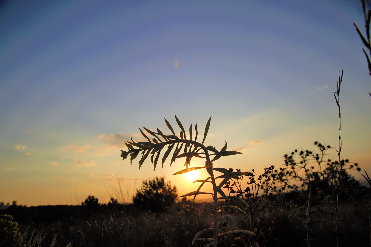 sunset  horizon  sky free photo