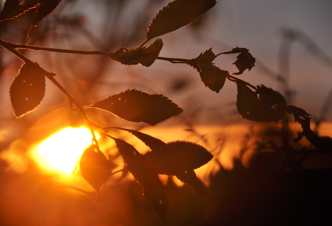 sunset  branches  nature free photo