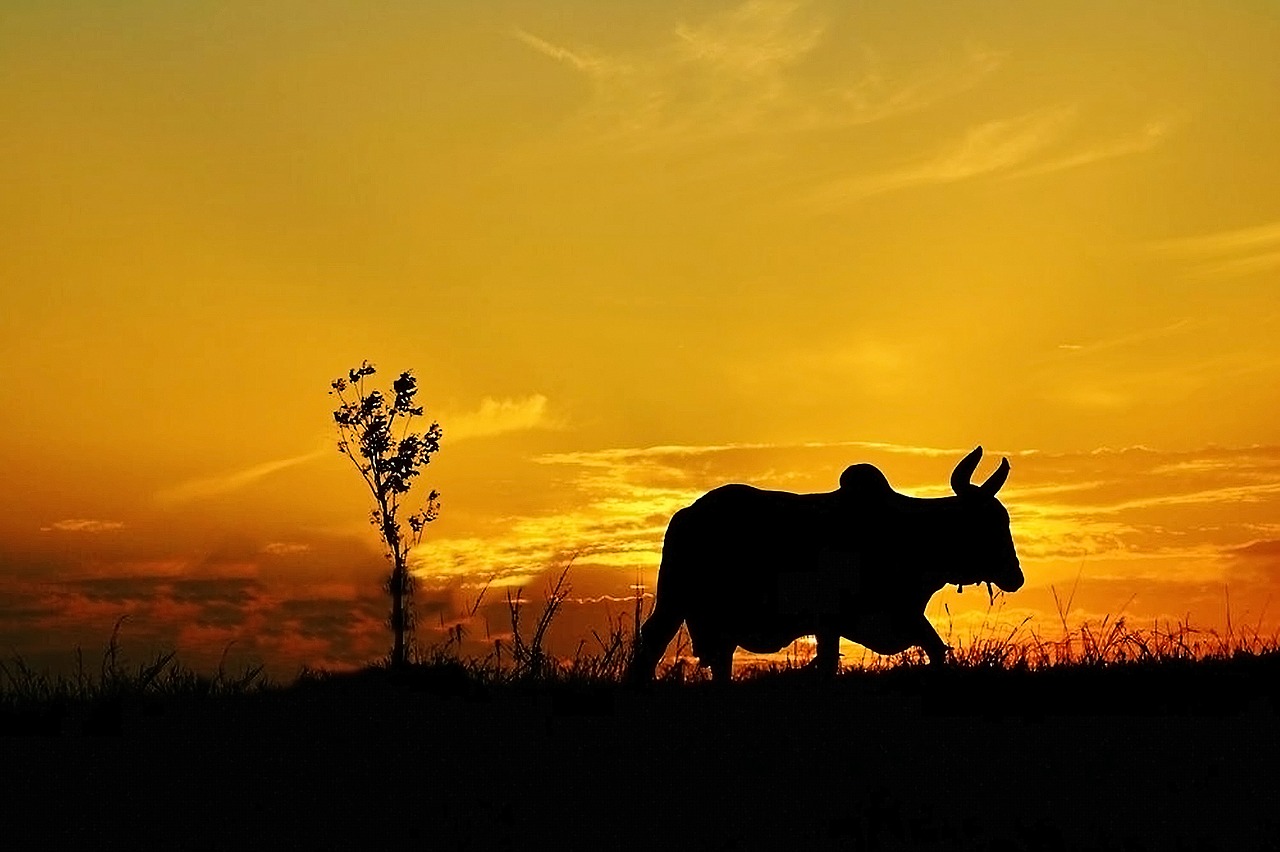 sunset  cow  mountain free photo