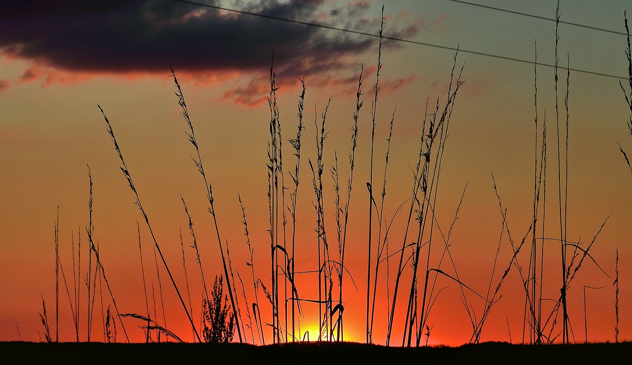 sunset  meadow  landscape free photo