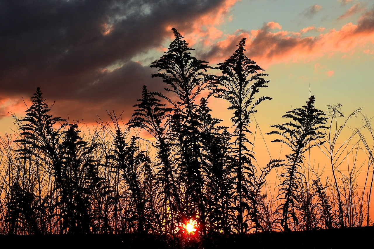 sunset  meadow  landscape free photo