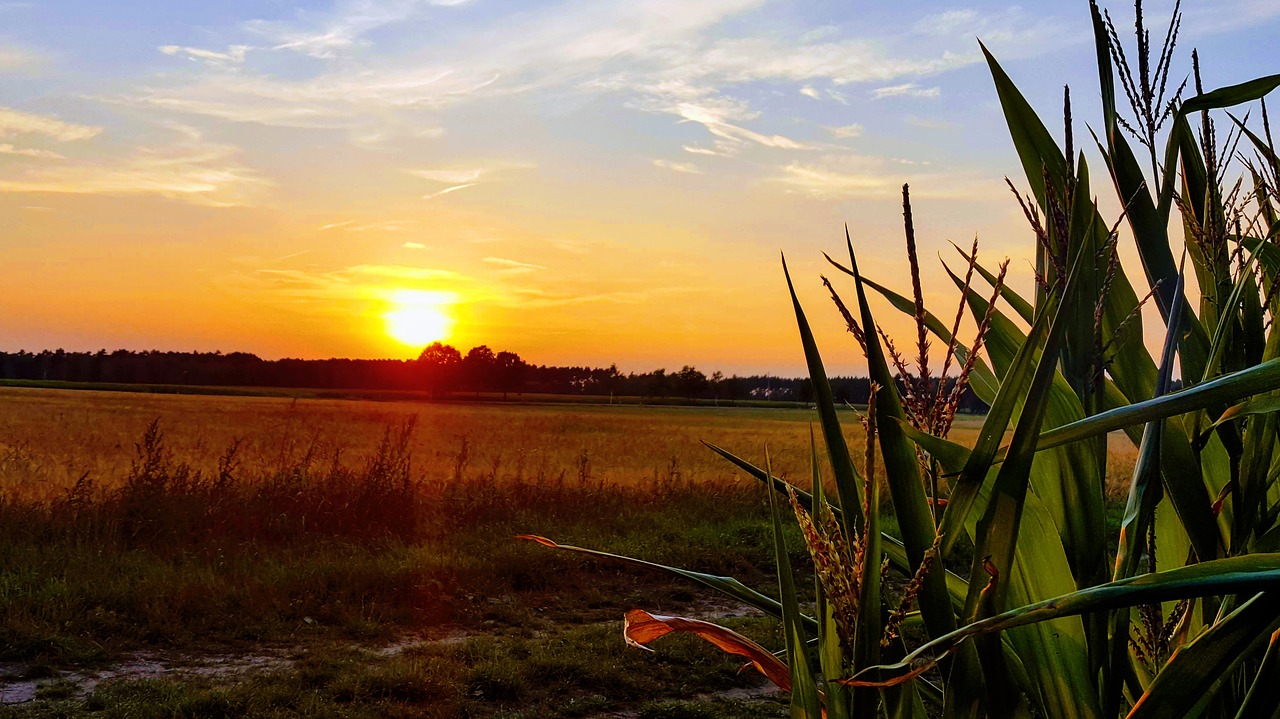 sunset  cornfield  nature free photo