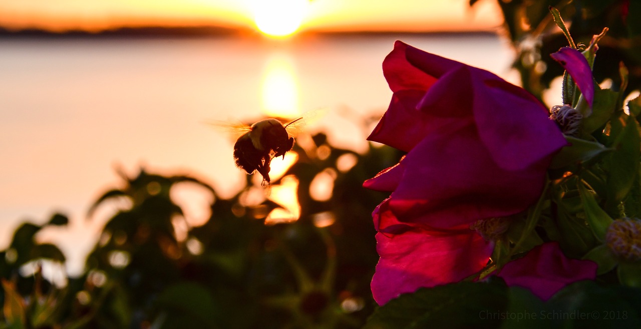 sunset  bourdon  flowers free photo