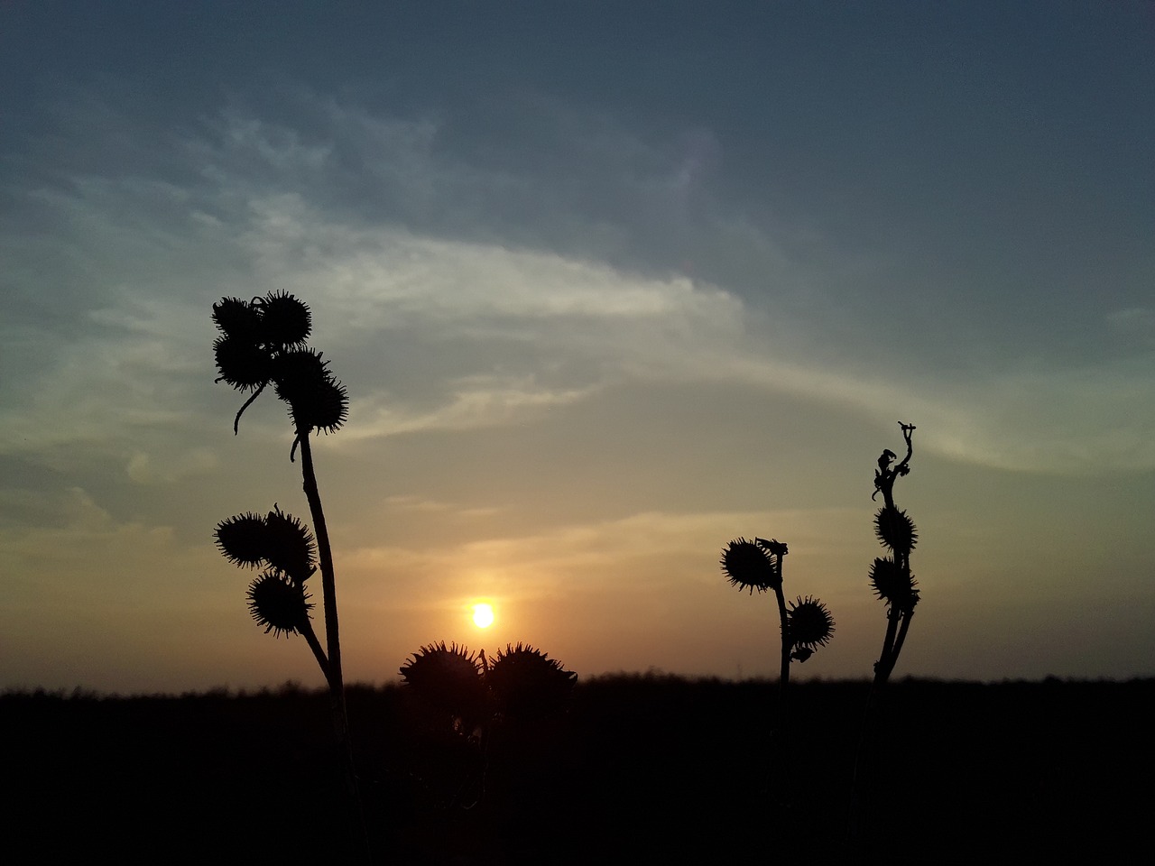 sunset  nature  evening free photo