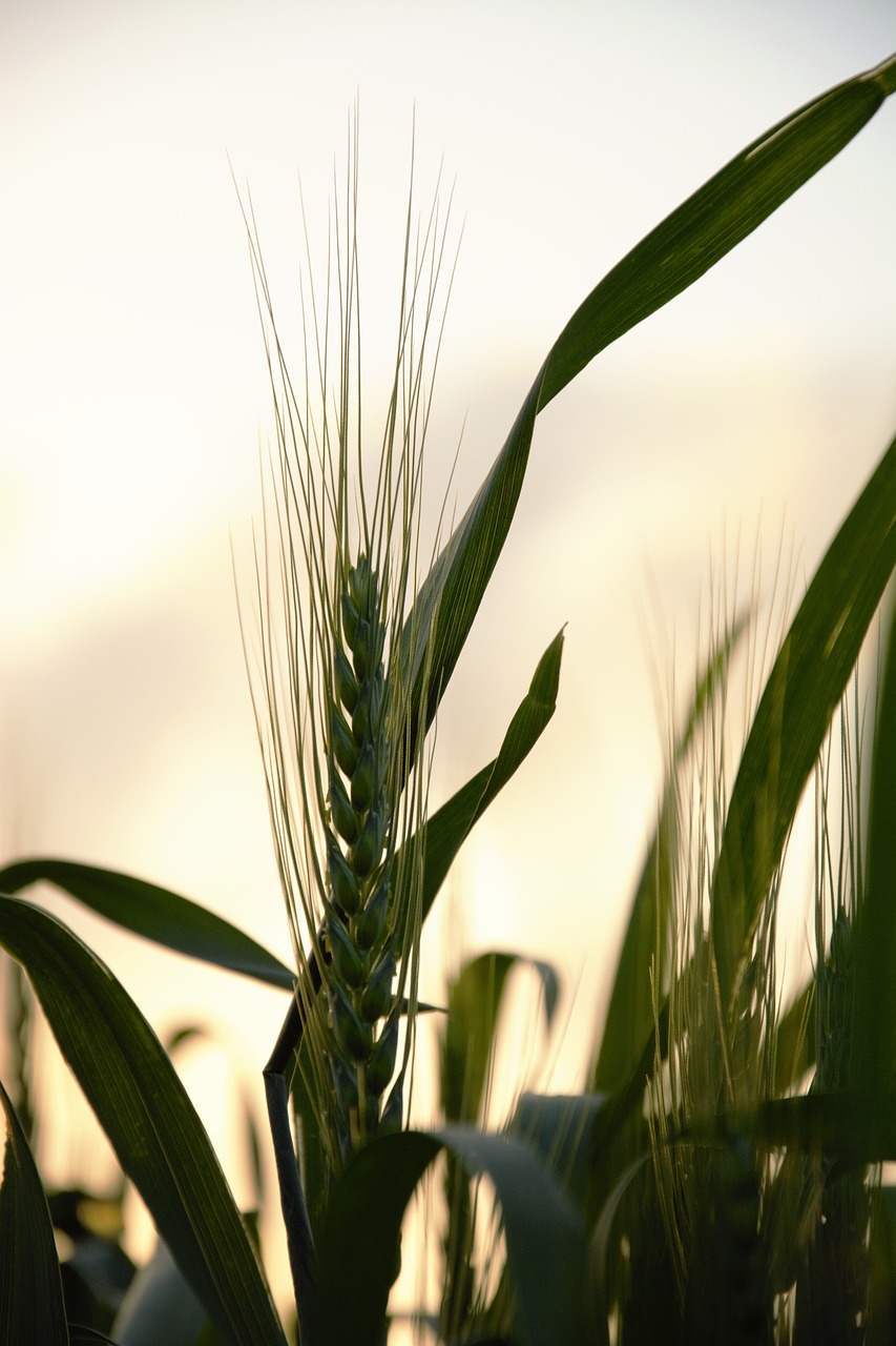 sunset  wheat  field free photo