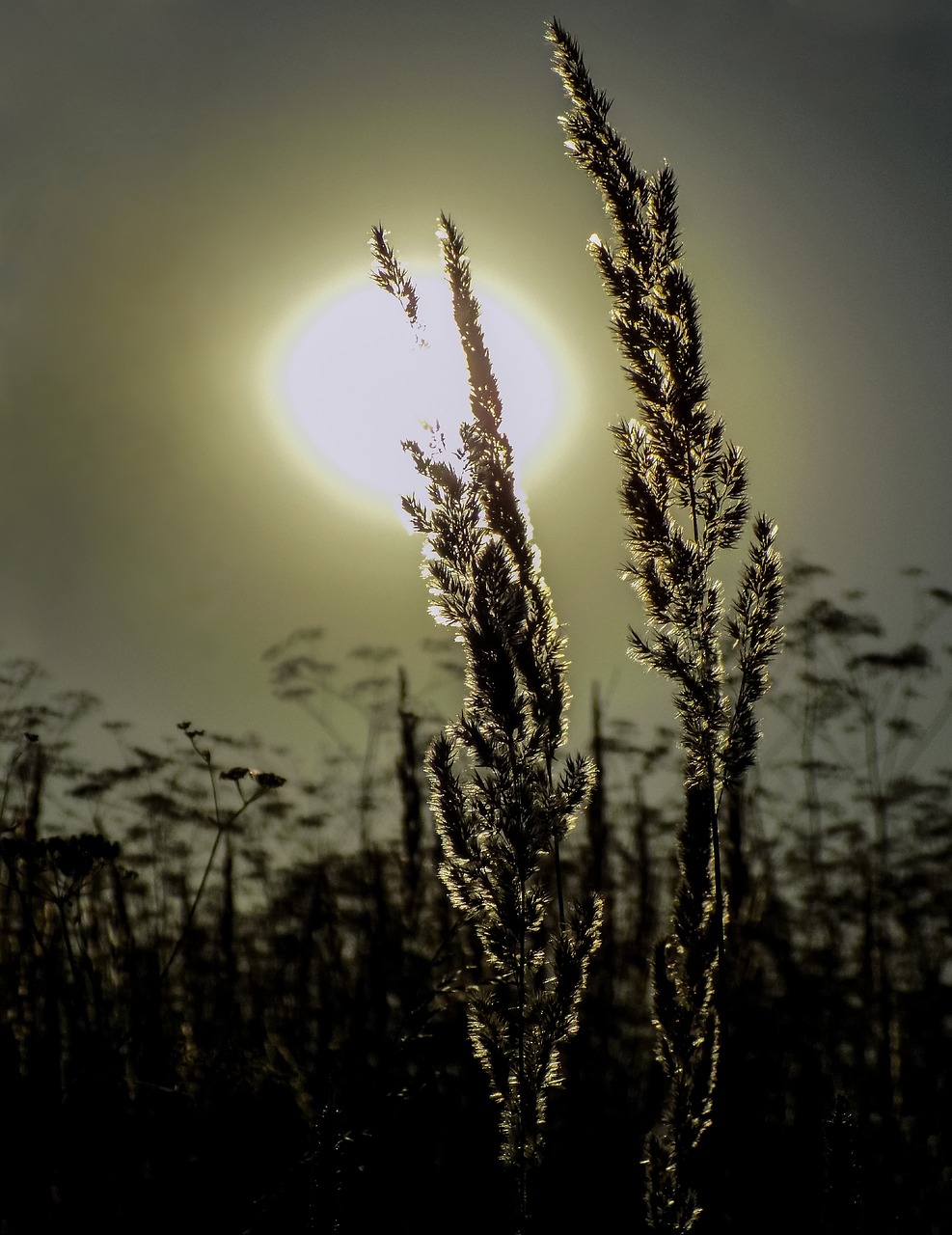 sunset  the spike in the sun  the glare of the sun on the grass free photo