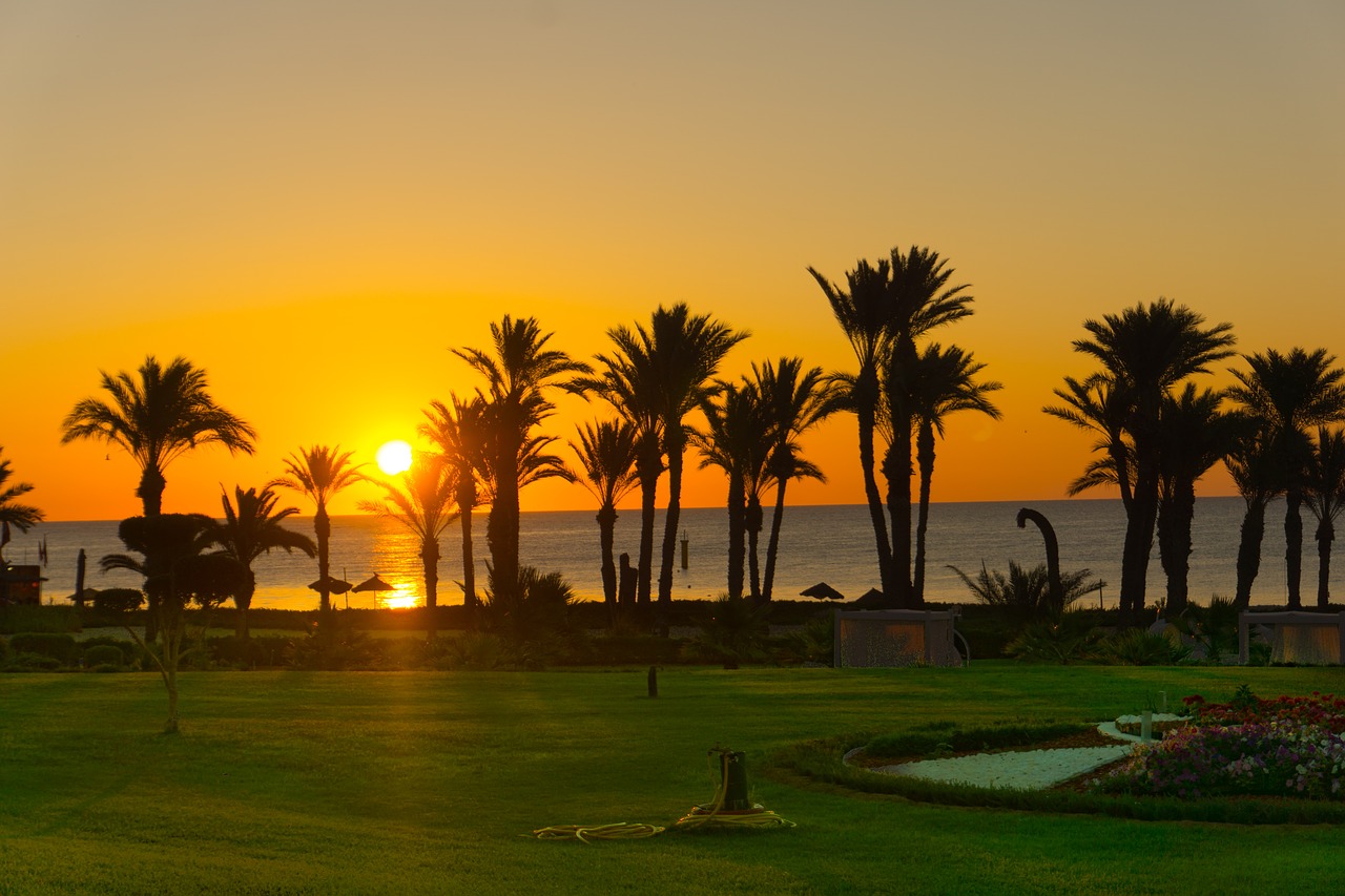 sunset  palm trees  beach free photo